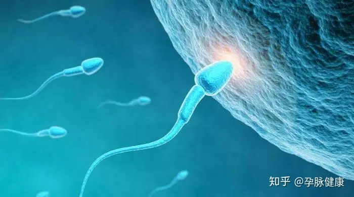 子宫内膜的厚度对供卵试管婴儿有什么影响？多厚的子宫内膜适合移植？
