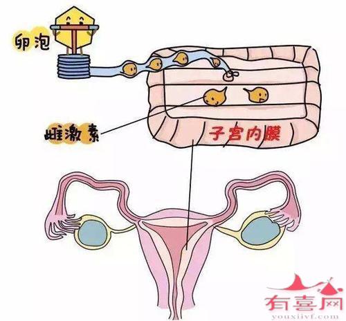 供卵借卵试管供卵反复移植失败怎么办