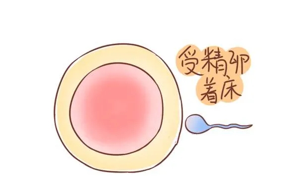 做供卵试管需要多少卵泡