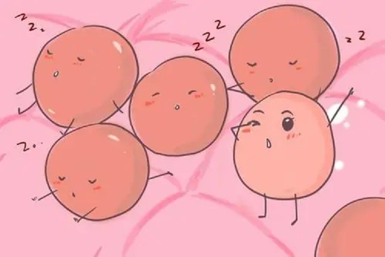 人工授精和供卵做试管婴儿哪个成功率更高